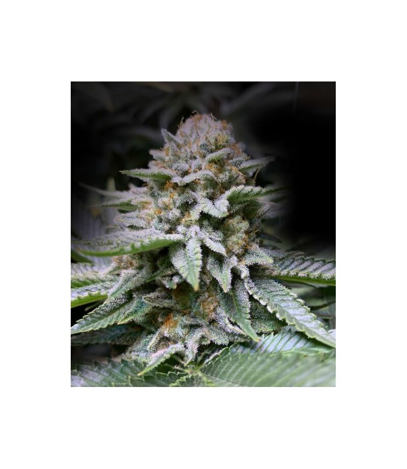 Экспресс Fire OG, Фасовка: 5